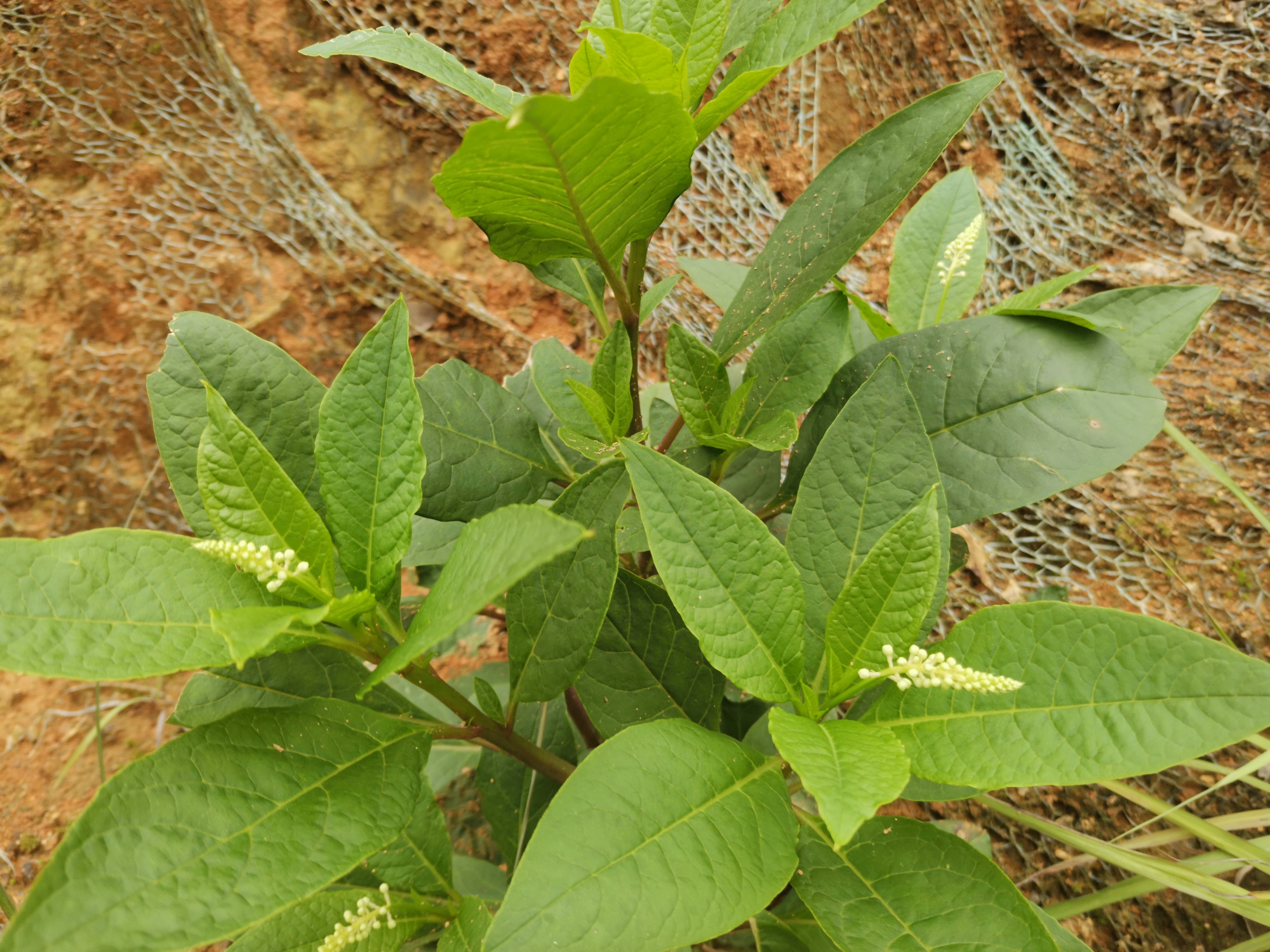 小道旁的野菜:野红参