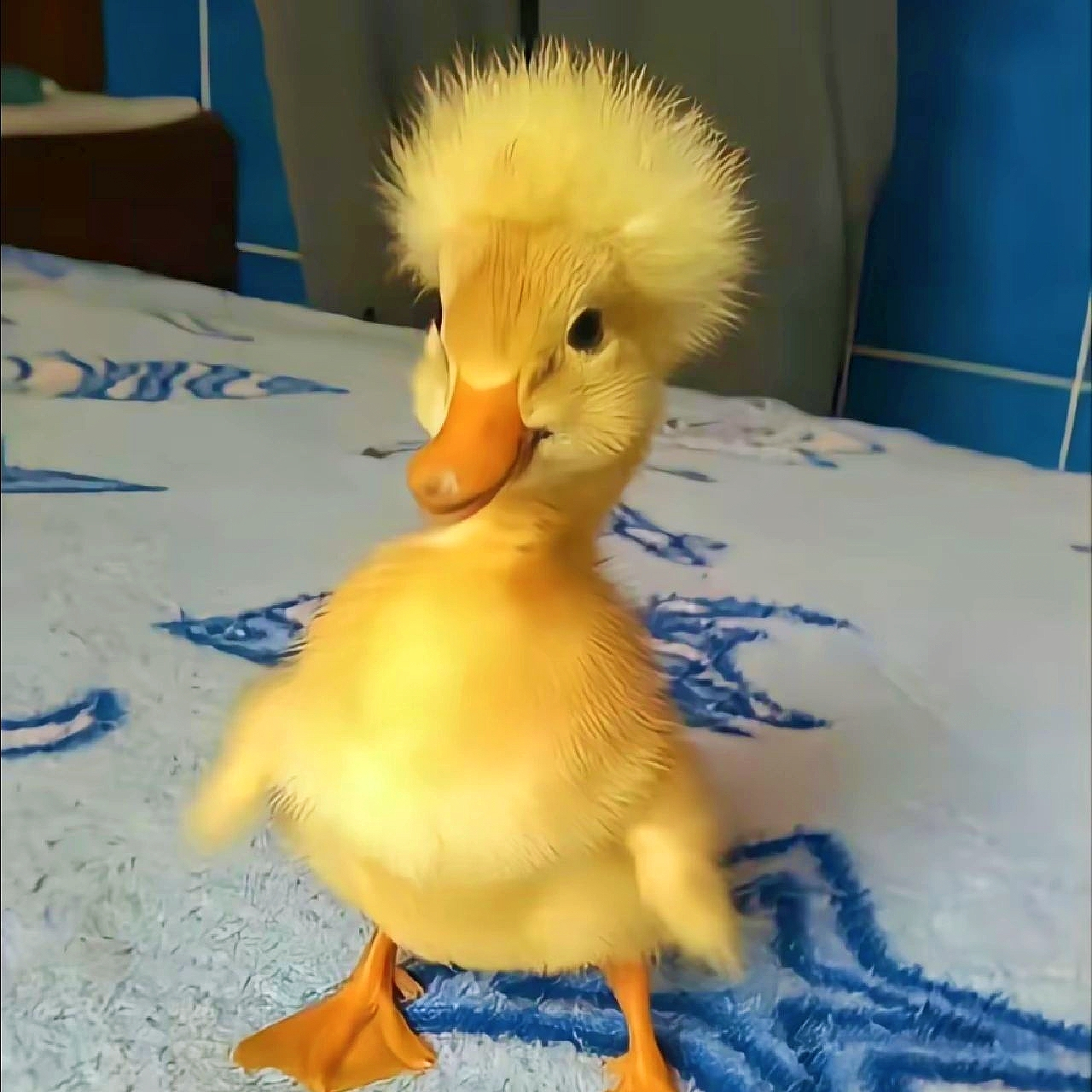 哈哈,昨天的小鸭子一夜之间长大了[滑稽]#搞笑