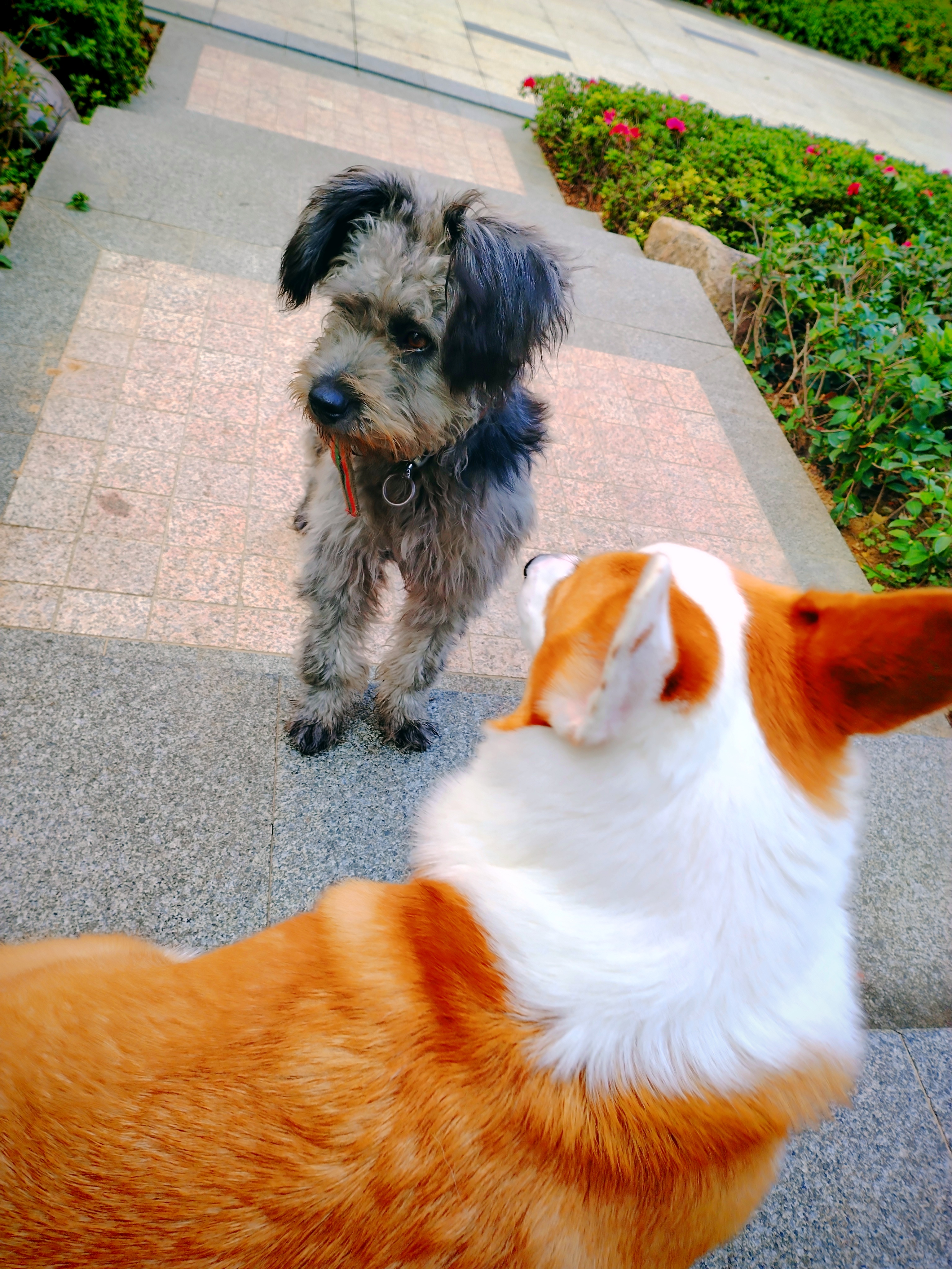 版"亚索"回来了,今天又遇到一只流浪狗和之前带回家一样的一只丝毛狗