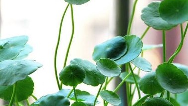 好运青睐品德高尚的人/●张耀光