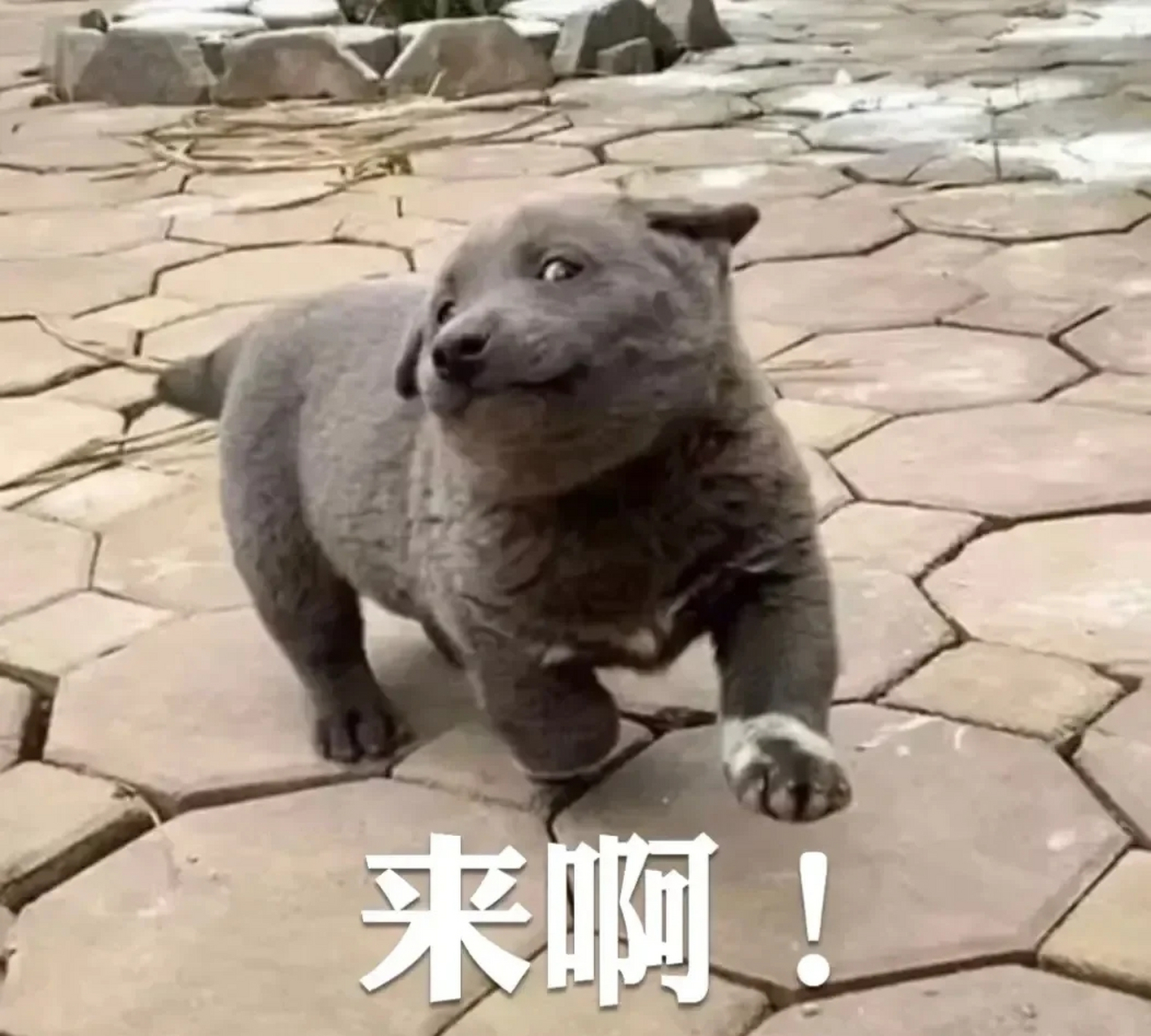 如此贱又挑衅的表情,平时肯定没少挨打,一看就是老油条了