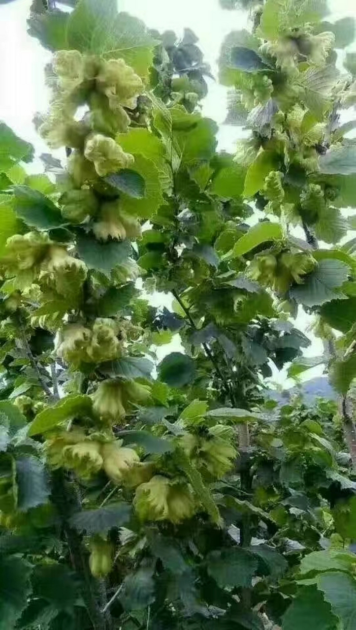 有有人没见过大榛子果的l?