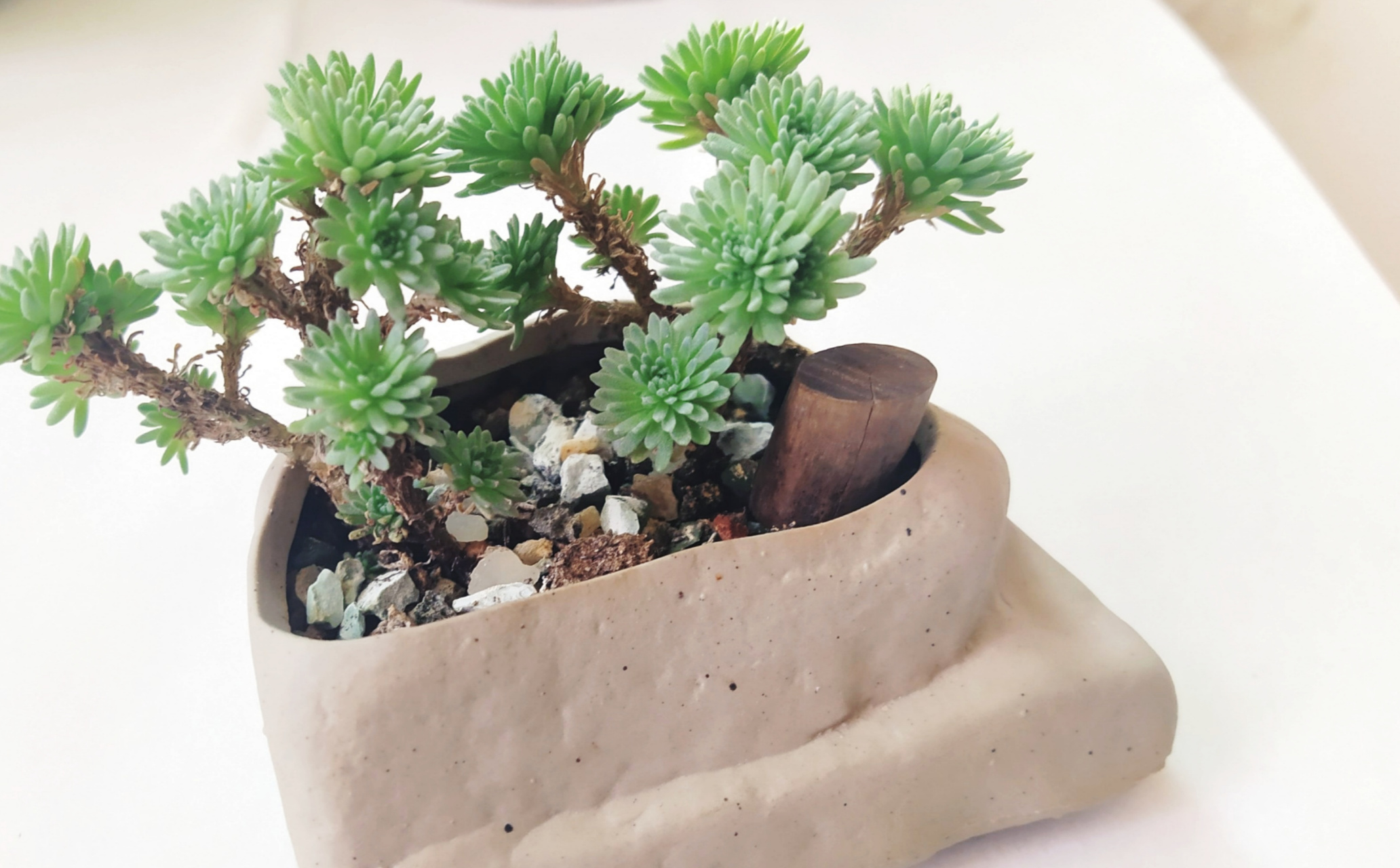 球松多肉,俗称夏必死.养过几次,都没度过夏天.