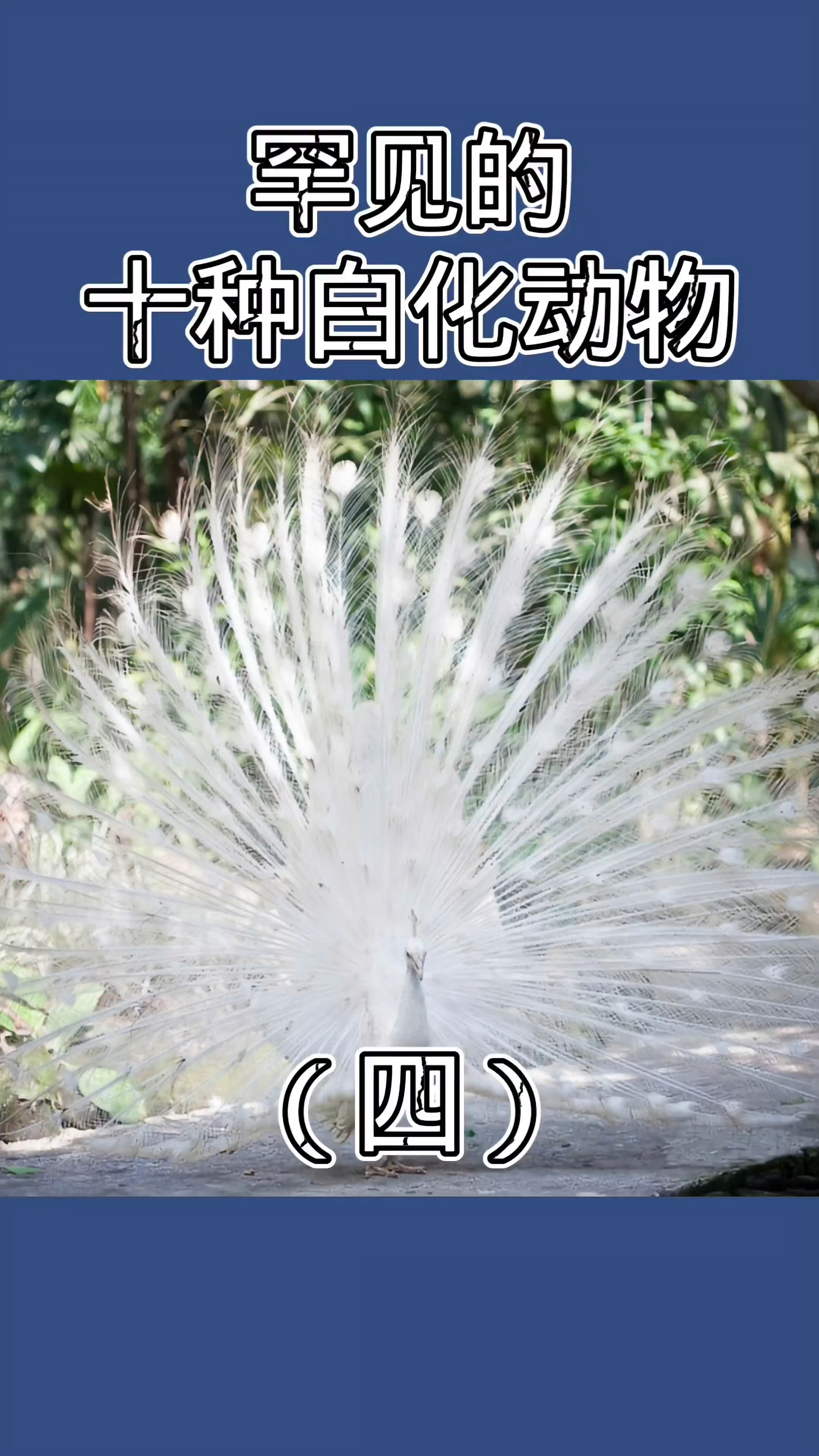 全球罕见的十种白化动物