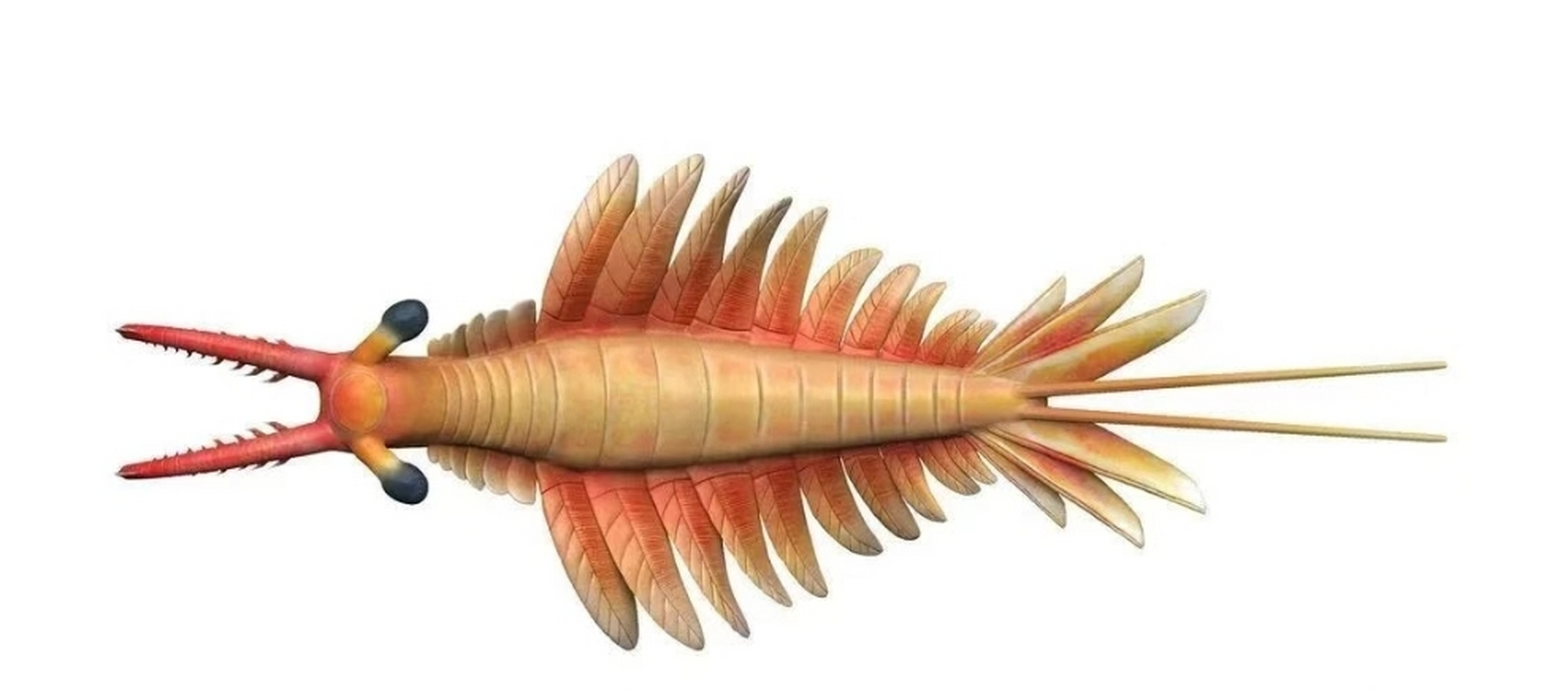 中科院古生物学家命名了一个古生物新属新种,"帽天山开拓虾"