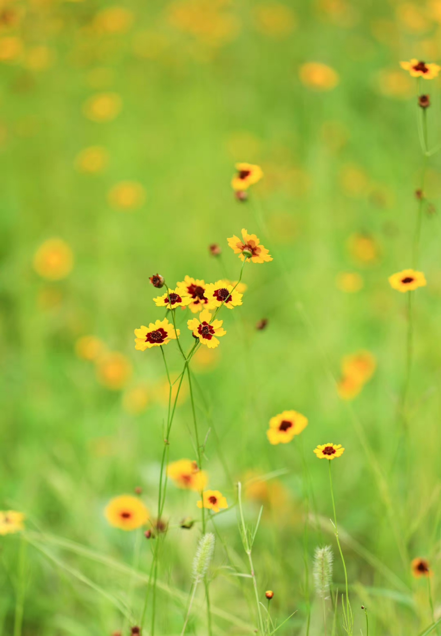 奥林匹克森林公园蛇目菊,又叫小波斯菊,金钱菊,孔雀菊,它的花语:恳切