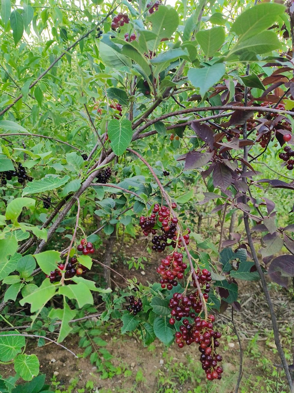 这是什么植物,长得小葡萄