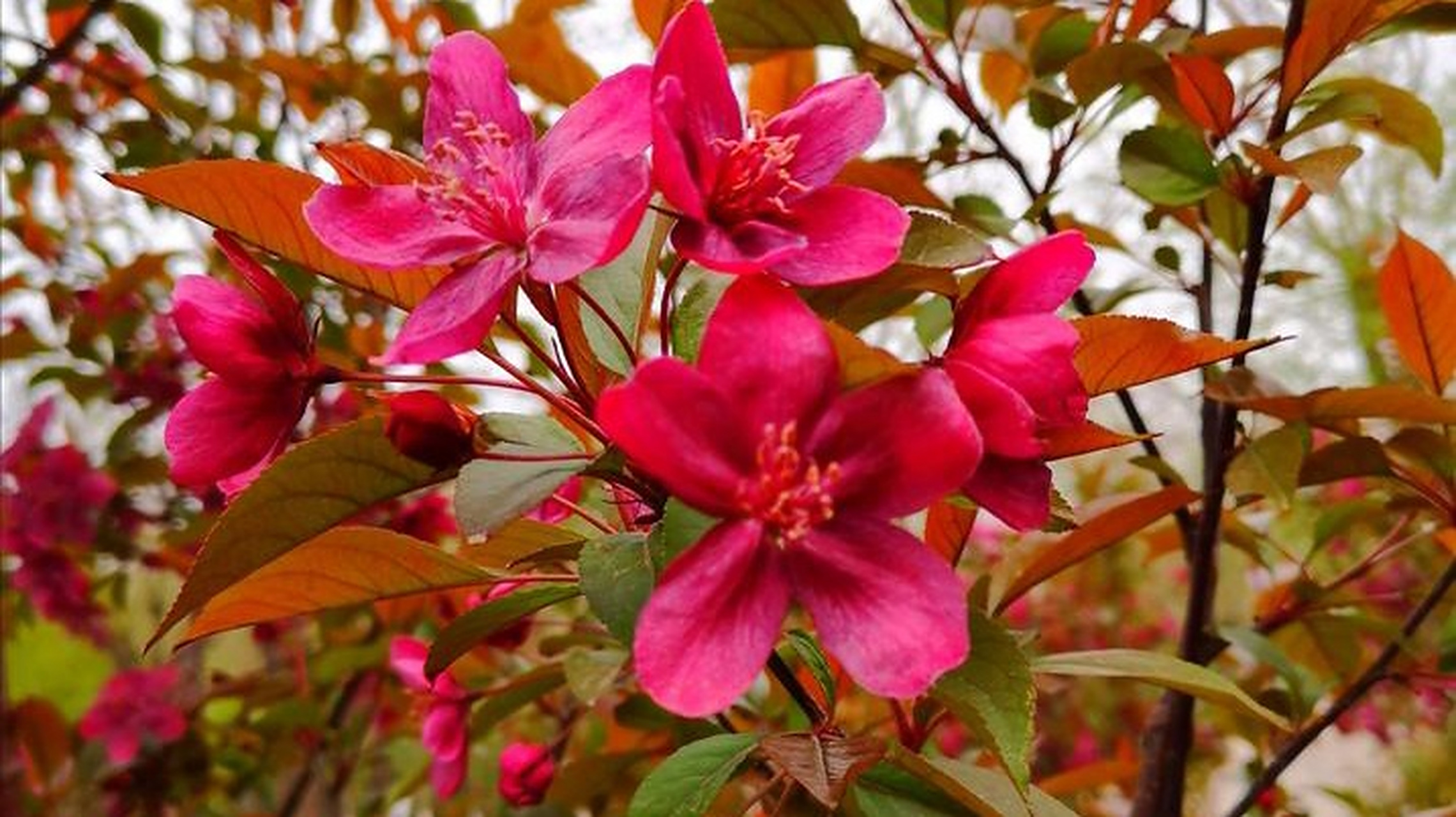 红宝石海棠开花图片(红宝石海棠开花图片大全大图)