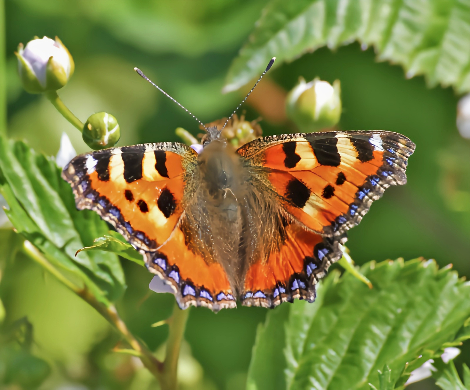 每天认识一种昆虫——荨麻蛱蝶  荨麻蛱蝶别名小樱蝶,翅展3.8-4.