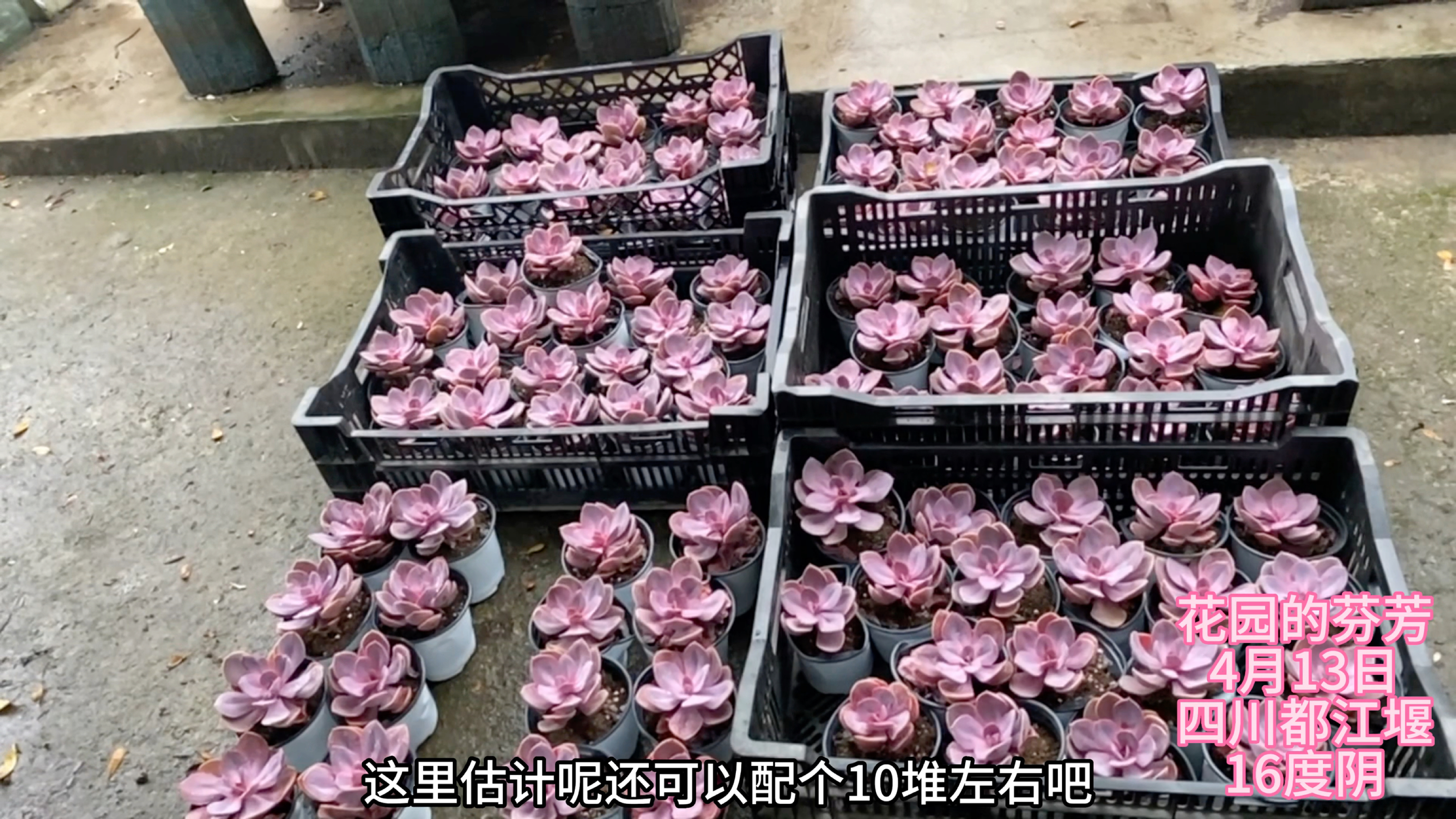 紫丁香回来,还没来得及拍视频就被疯抢,紫色多肉很受欢迎