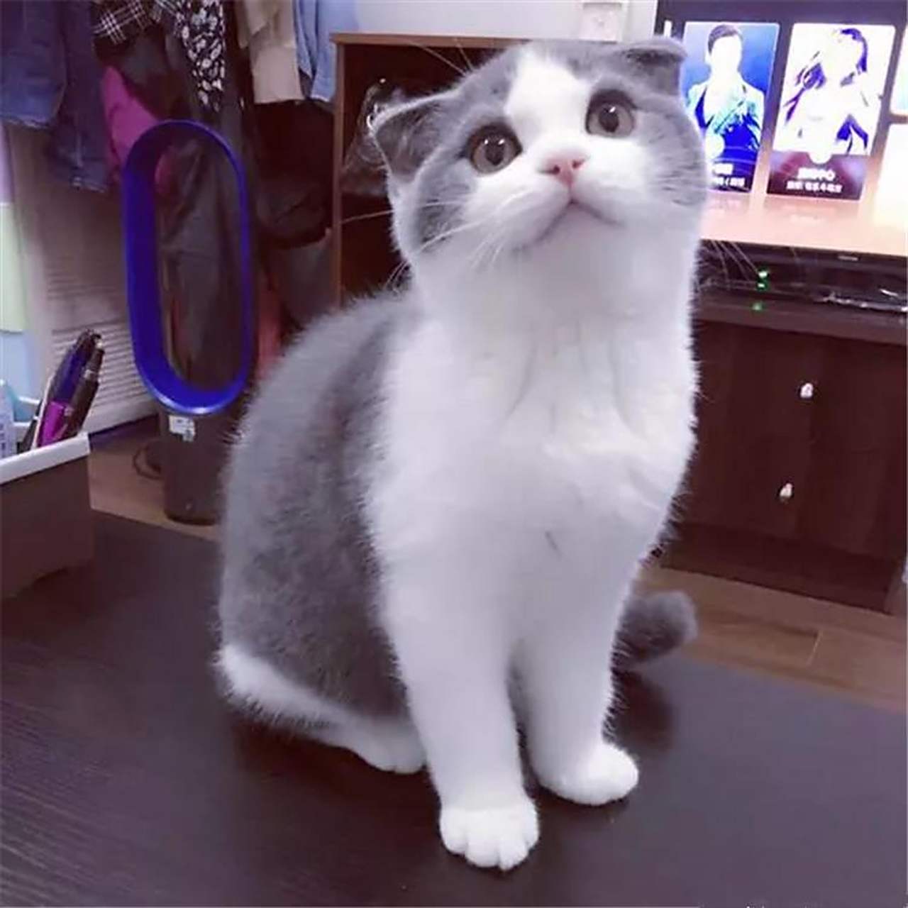 cfa猫舍家养纯种英国短毛猫英短蓝白折耳猫宠物猫活体幼猫萌宠g