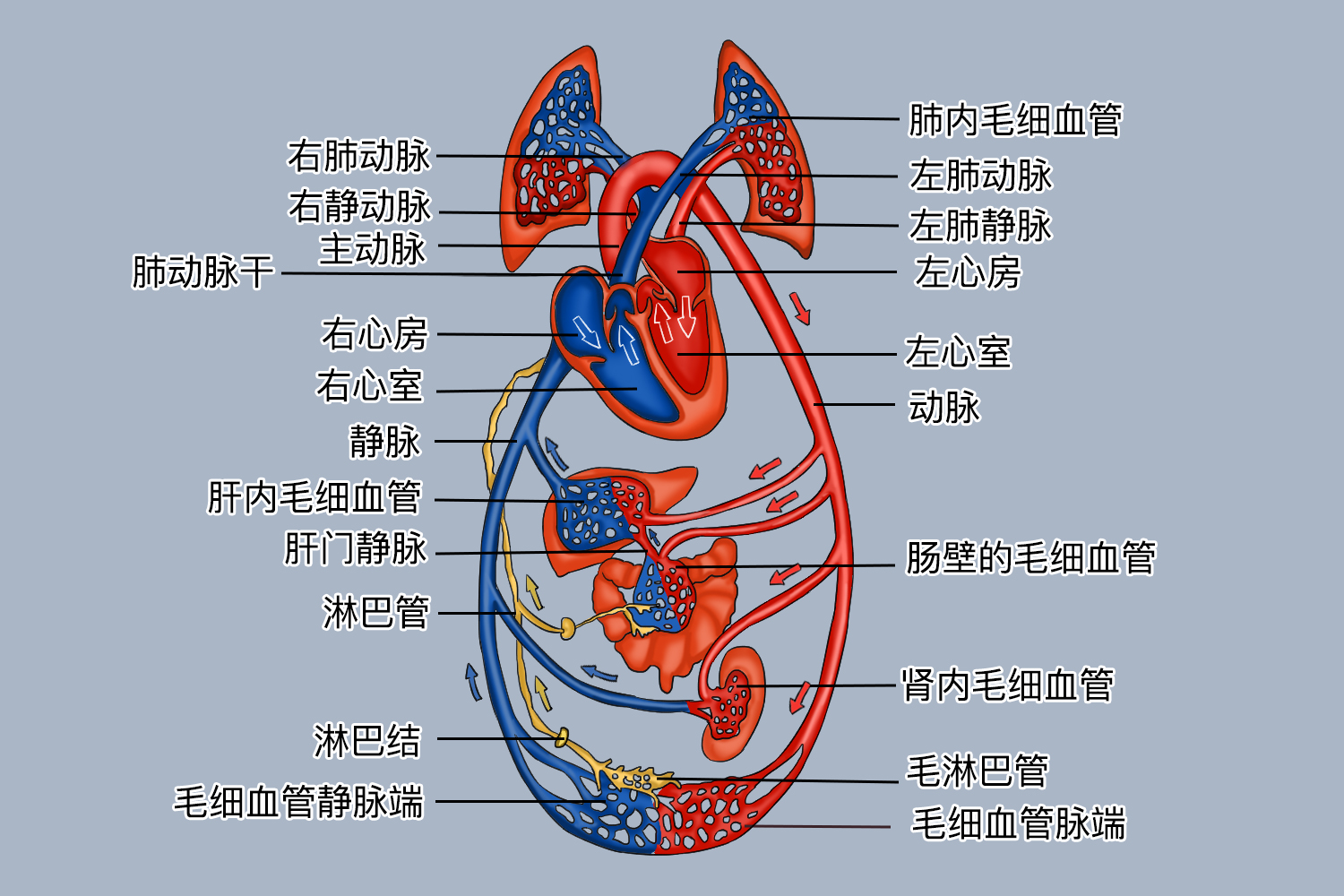 血液分层示意图图片