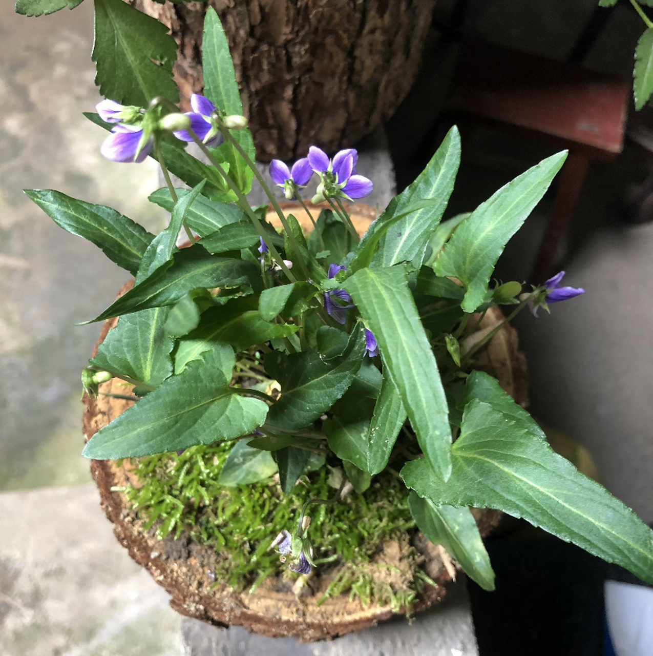 农村到处都是的"草",却是花友手中的"宝",每个人都要养一盆