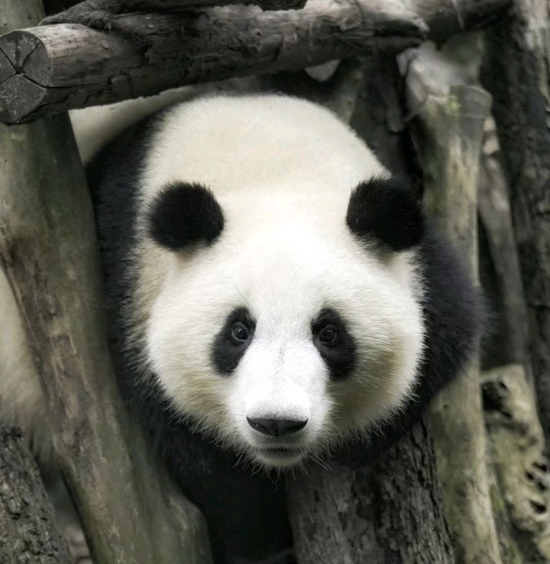 盘点最好认的国宝大熊猫(上)