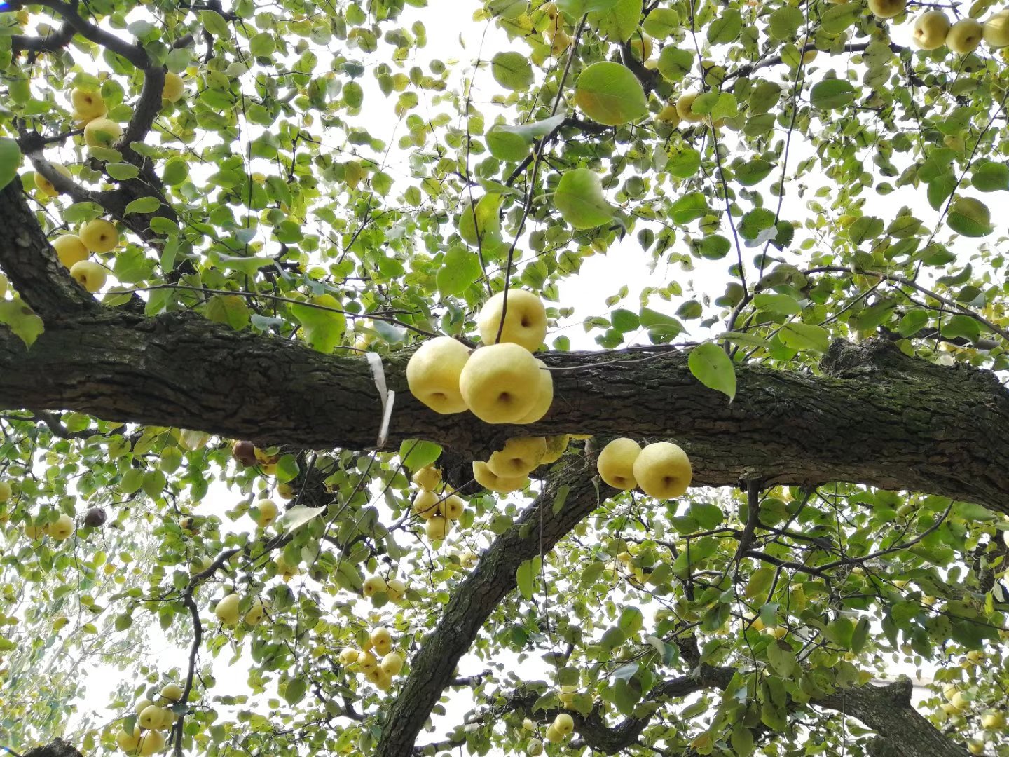 百年老树砀山酥梨