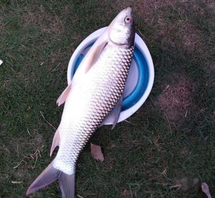 麦瑞加拉鲮,在我国一直被错认成草鱼,那么为何会错认为是草鱼呢