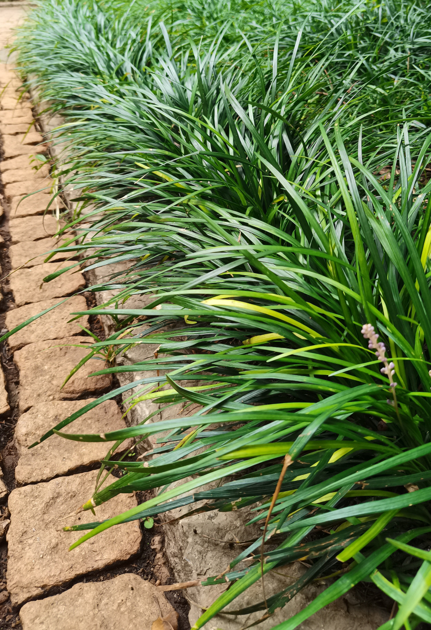 麦冬因其块根是名贵的中草药,也是中国常用中药材,广泛用于中医临床