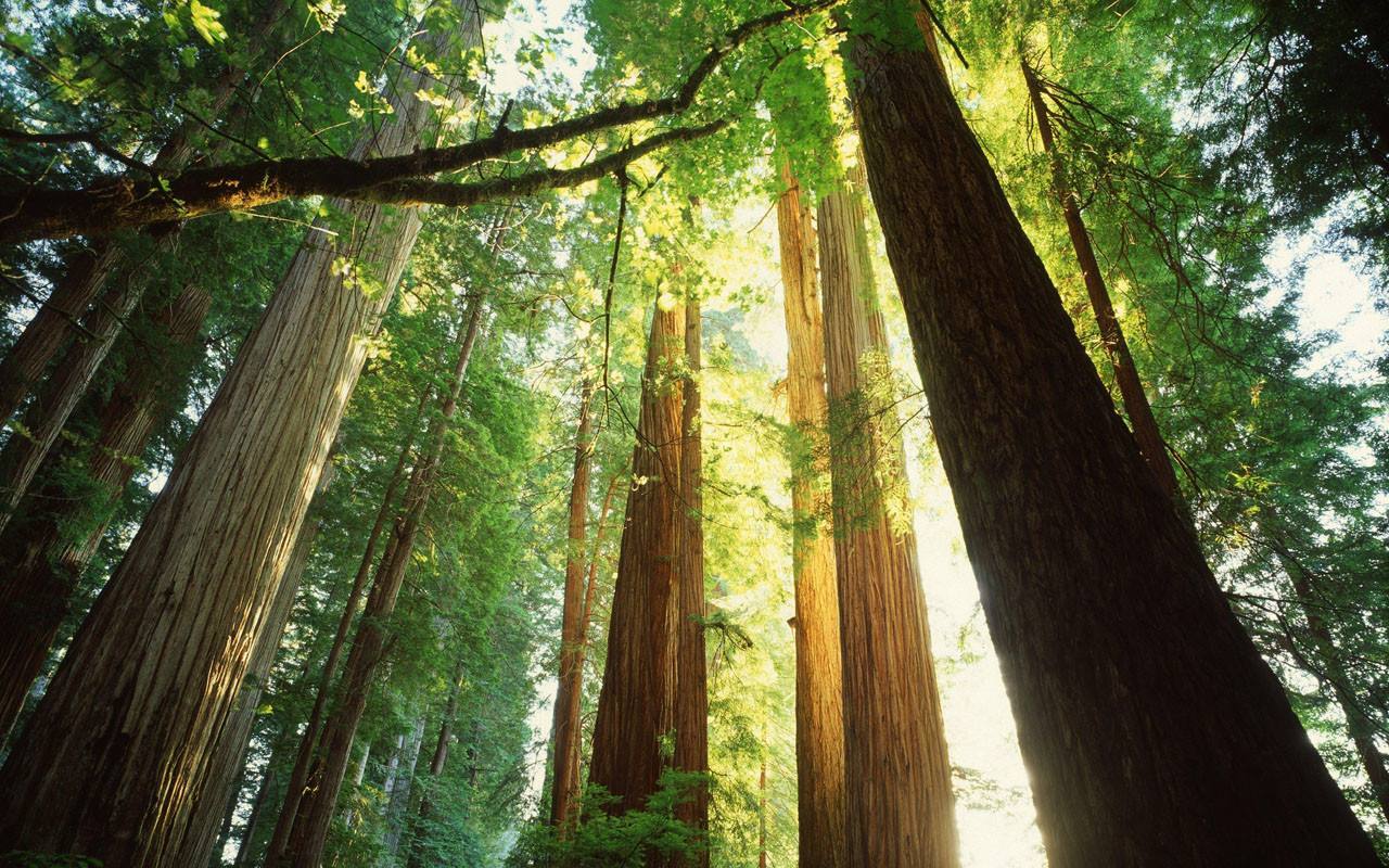 种一树美好,饮一威陶醉