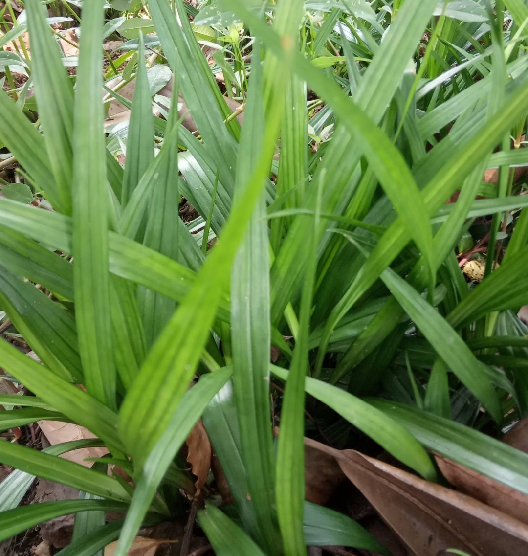 吉祥草是一种怎样的植物?