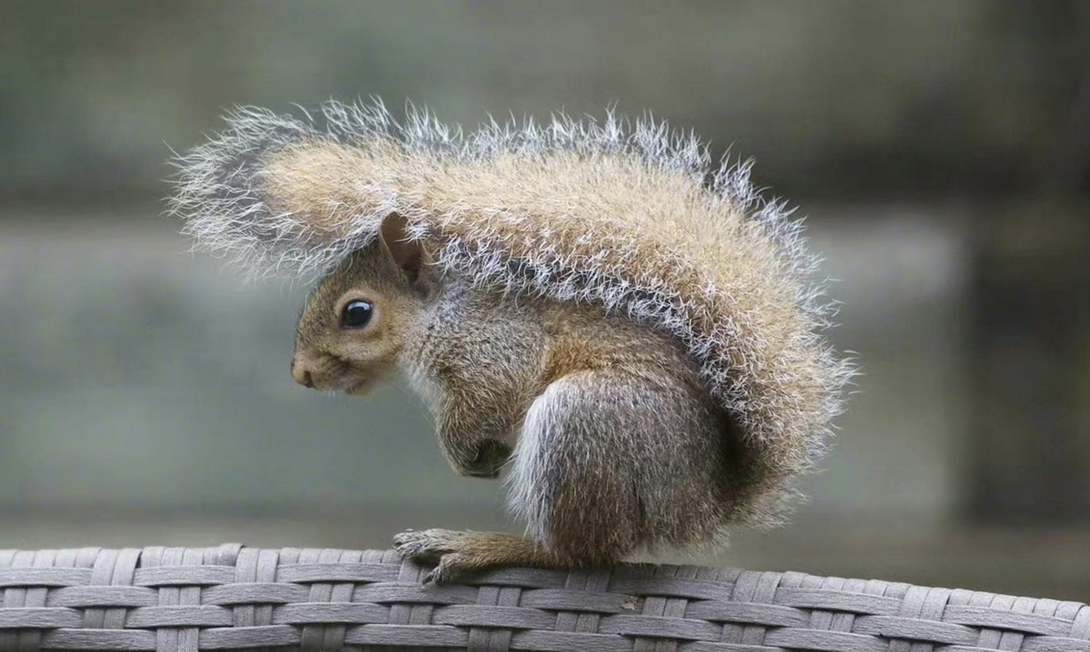 下雨或下雪时,松鼠会用它们的尾巴当做"伞".