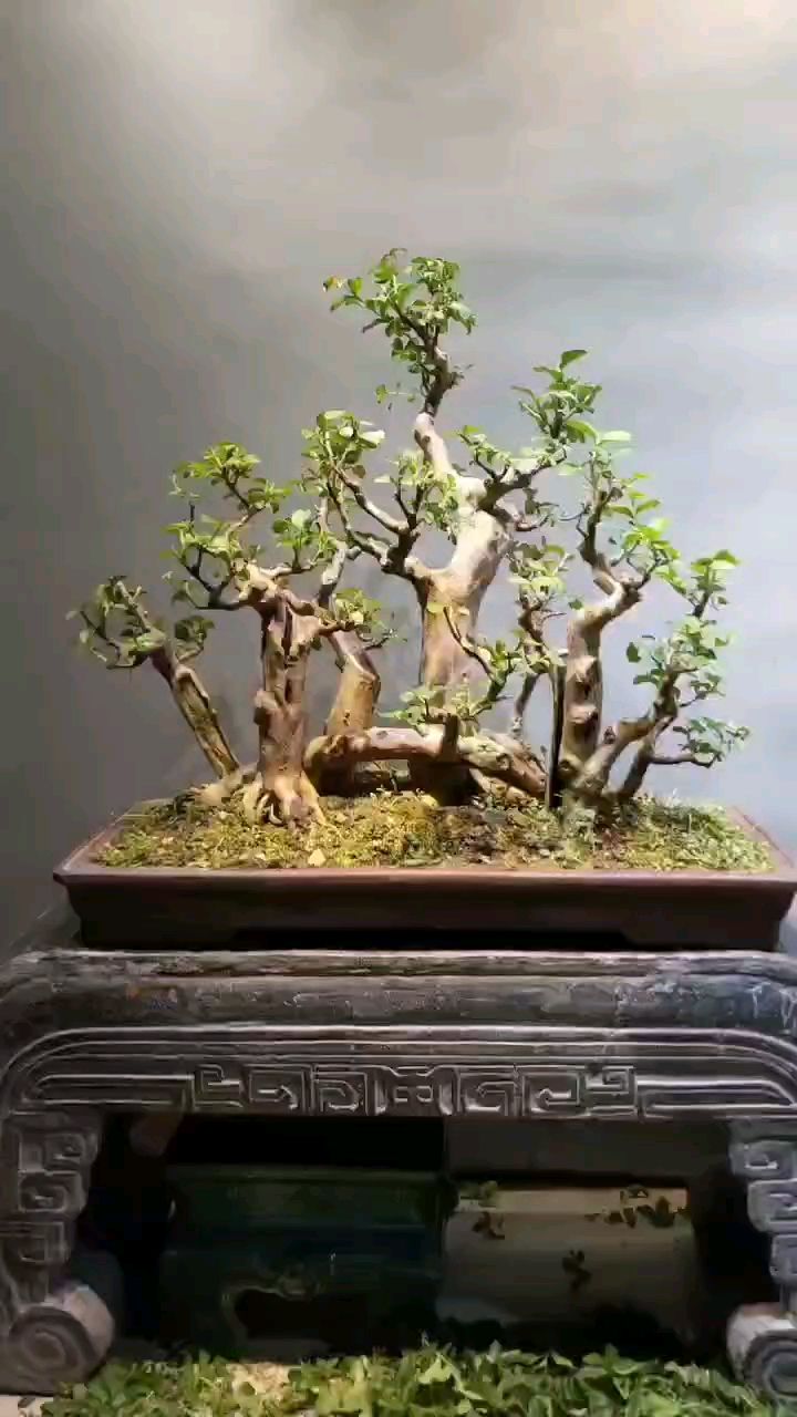 一本丛林老桩紫薇