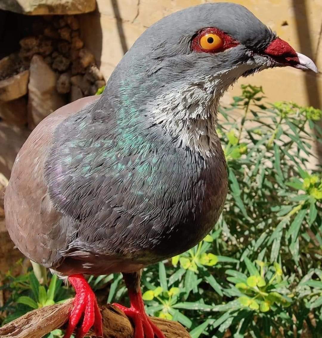 世界上已灭绝的鸟类(豪勋爵白喉鸽columba vitiensis godmanae)