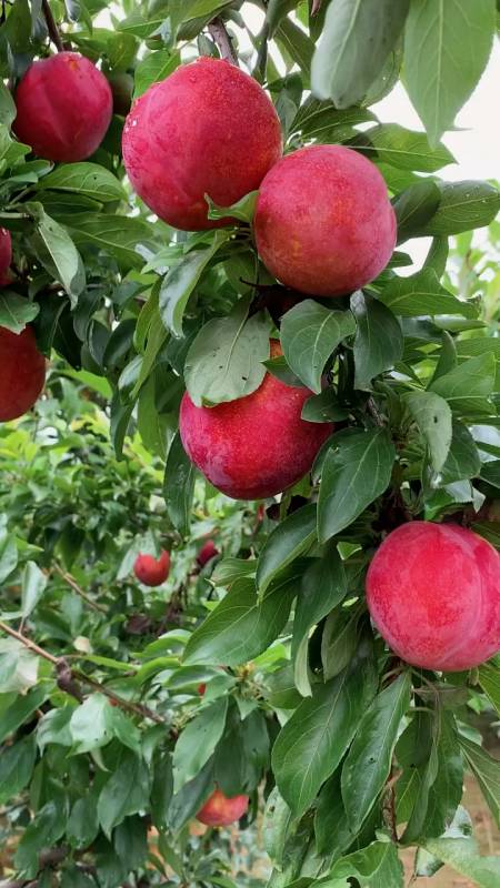 哪里有大红袍李子苗大红袍李子苗多少钱一棵