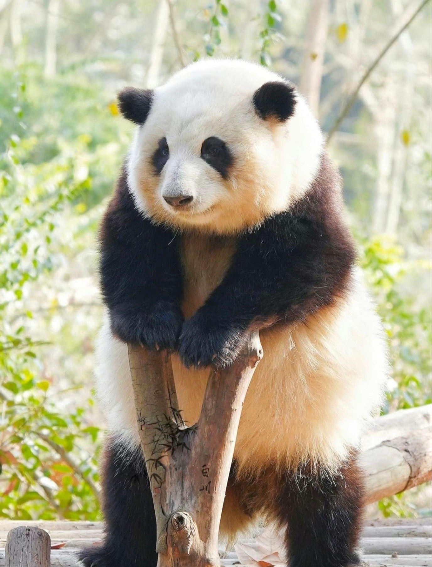 大熊猫手机壁纸 可爱图片