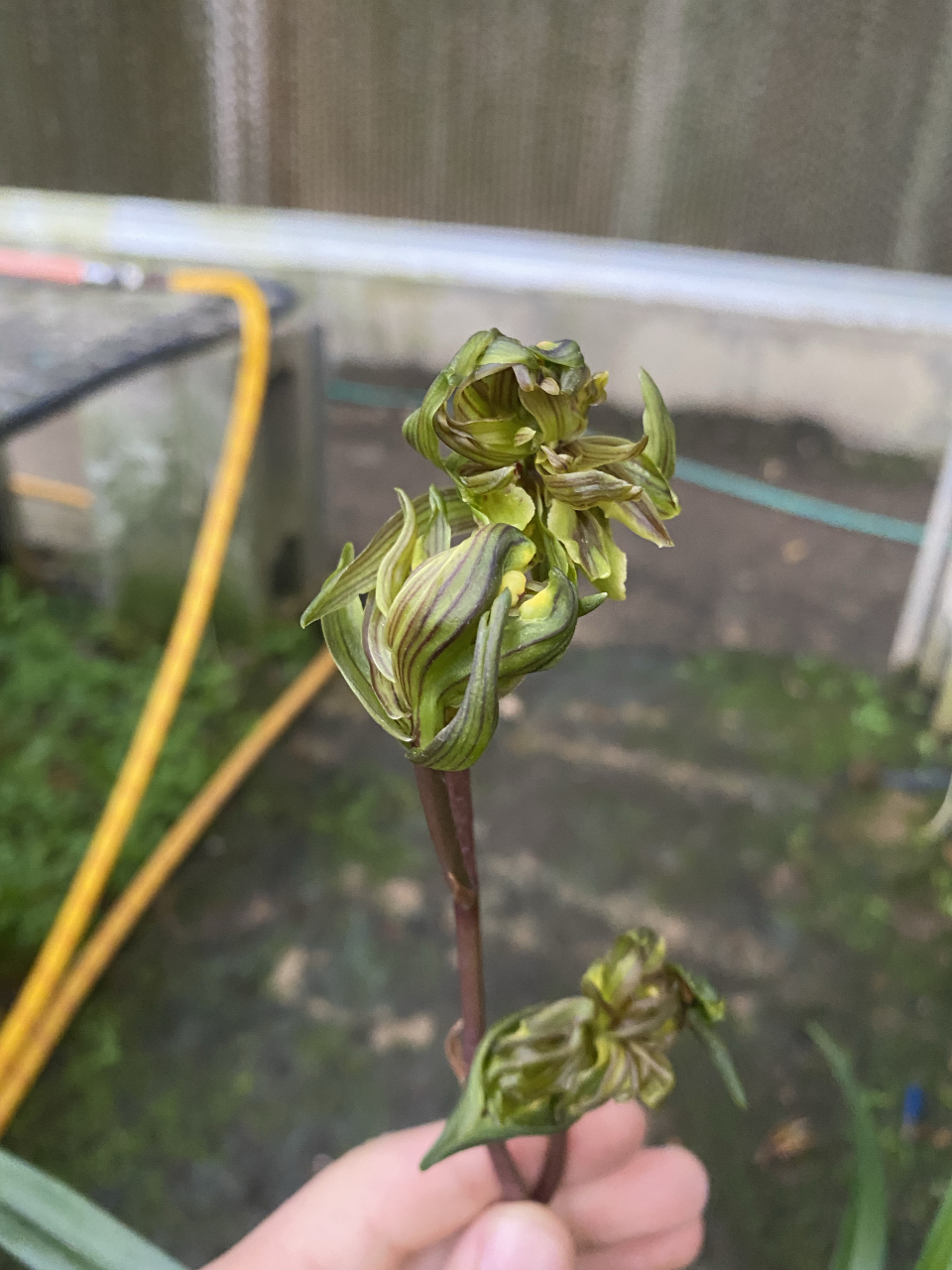 墨兰 南阳牡丹 含苞待放 请欣赏