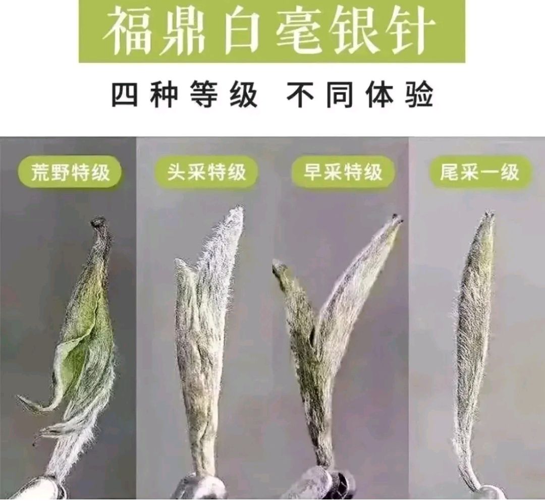 福鼎白茶等级如女人
