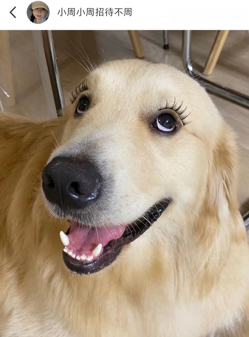 哈哈哈,这卡姿兰大眼睛,这长睫毛,真的被狗子美到