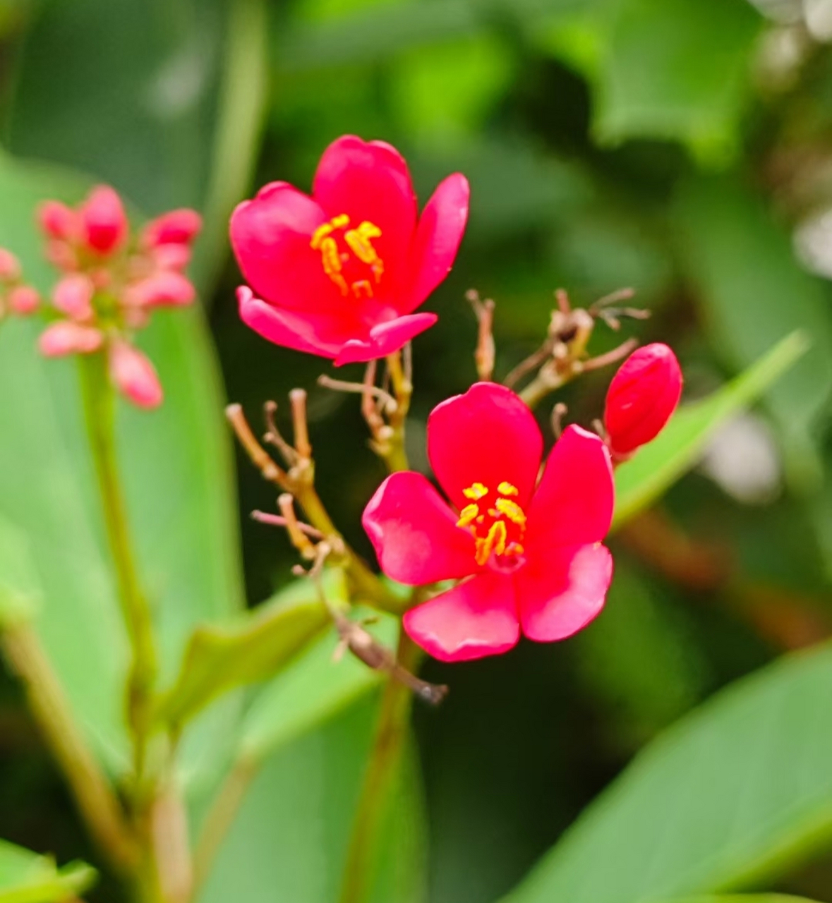 静待花开微信图片