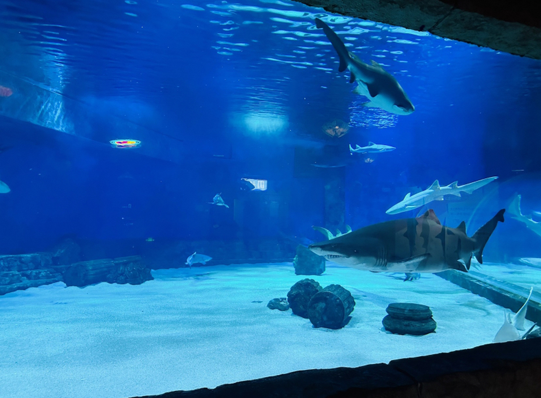 重庆汉海海洋公园,一个汇聚了海洋生物与自然美景的奇妙世界.