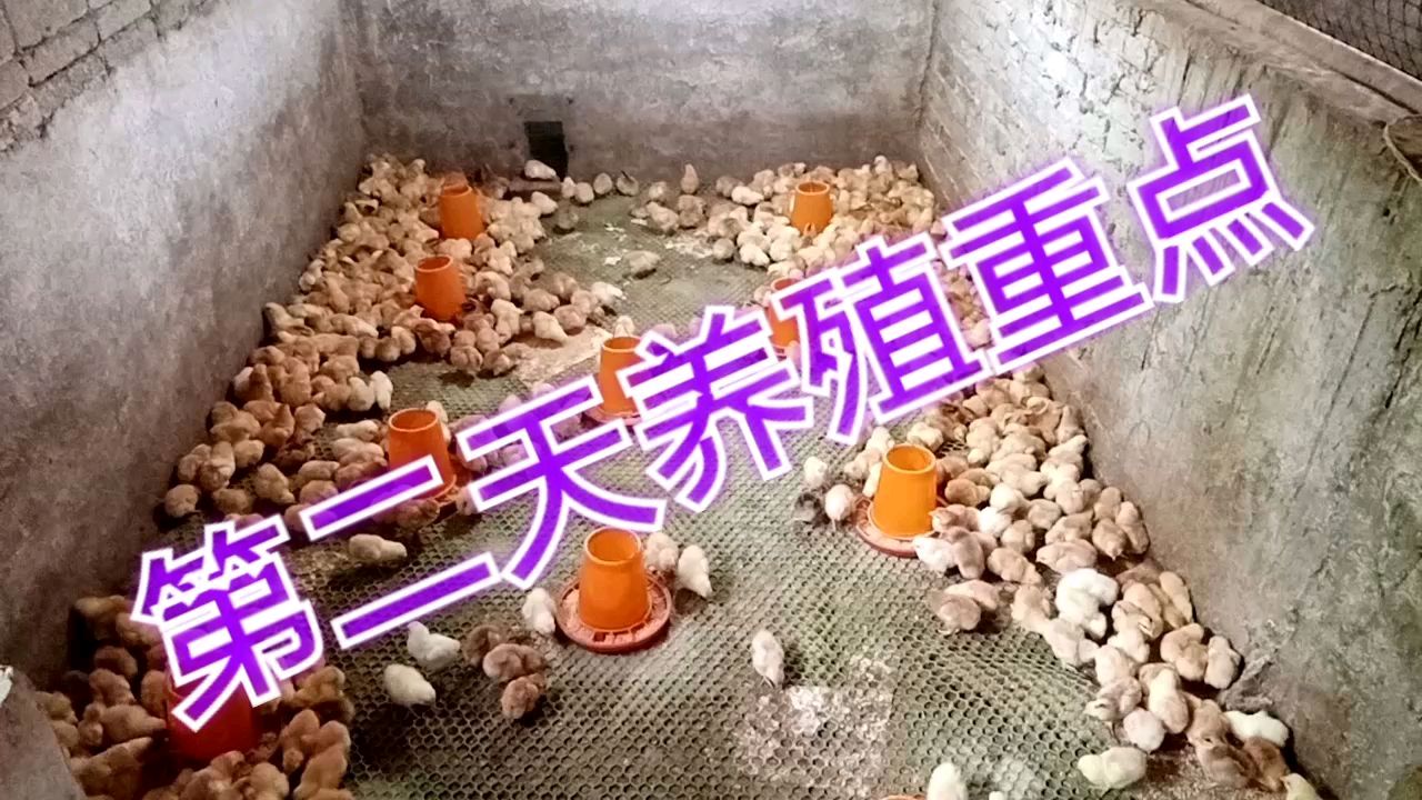 农村大叔购入600只公苗,单价1.7元,要用哪些药预防小鸡生病呢?
