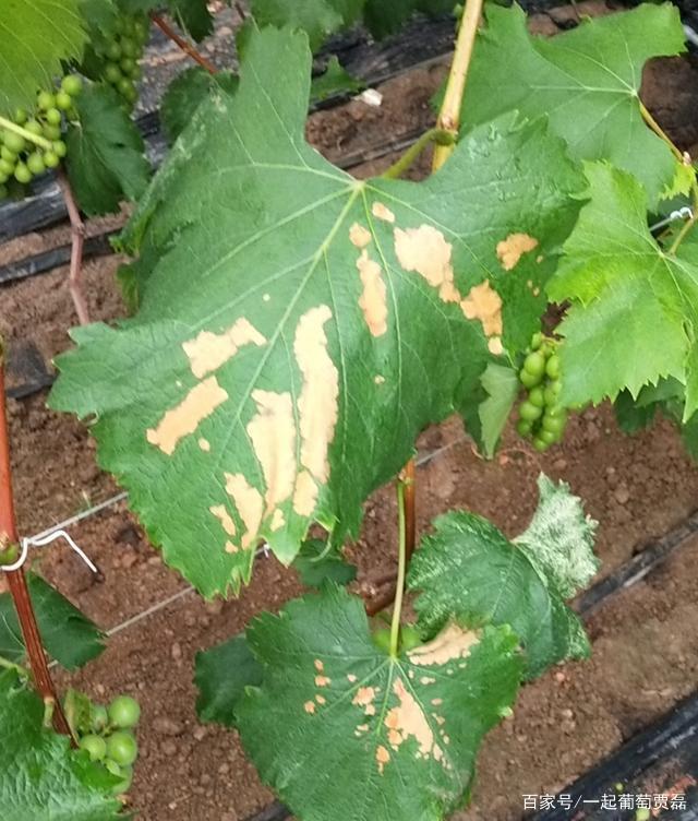 抽丝剥茧,用解剖蓟马的思维,分析葡萄病害
