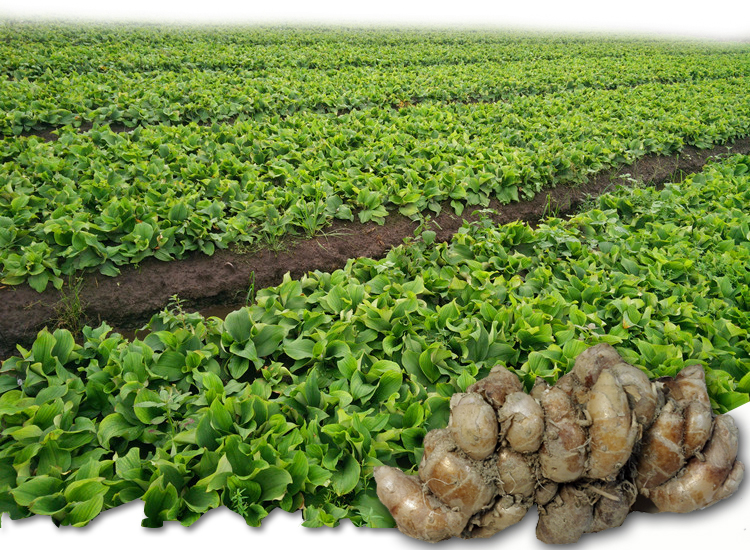 种植沙姜,只需掌握这些技巧!