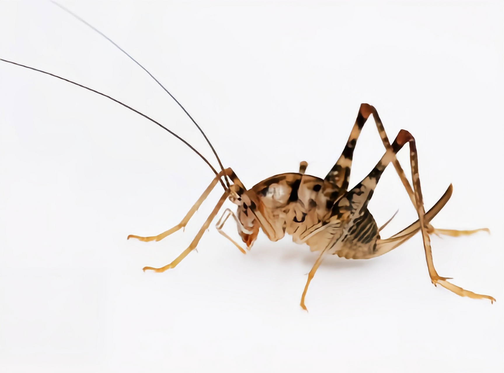 每天认识一种昆虫——灶马蟋 灶马蟀又名突灶螽, 灶蟋,灶姬,灶马蟋蟀