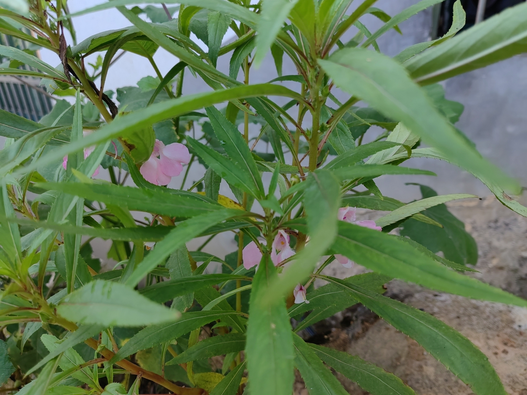 三種色的指夾花,也有人叫蛇花,果實熟了會自裂.