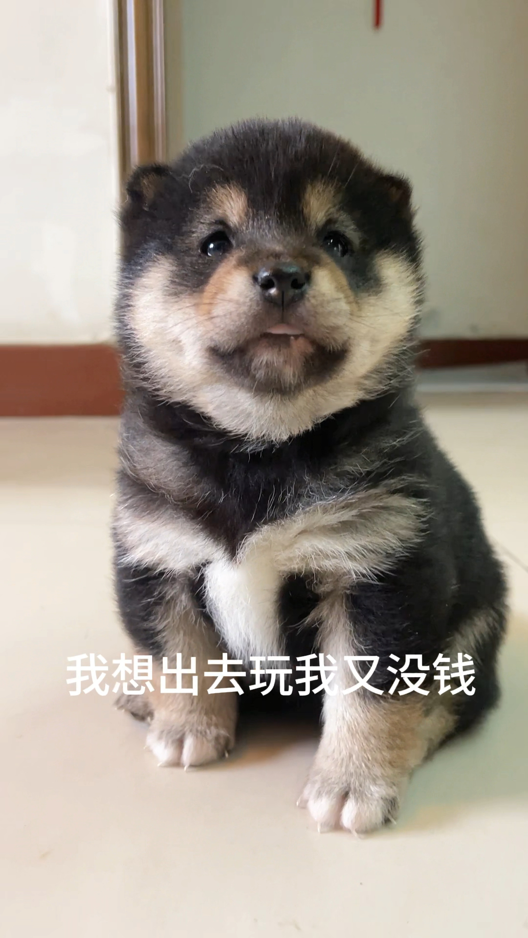 狗狗我呀,想出去玩,又没有钱,怎么办呀