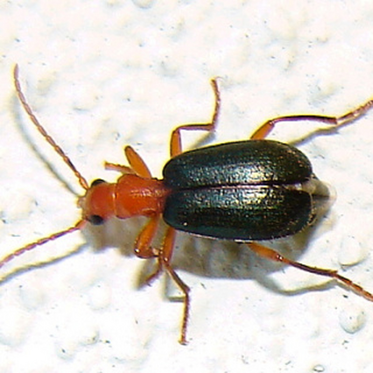 每天认识一种昆虫——射炮步甲 射炮步甲,又名非洲气步甲 体长5-13