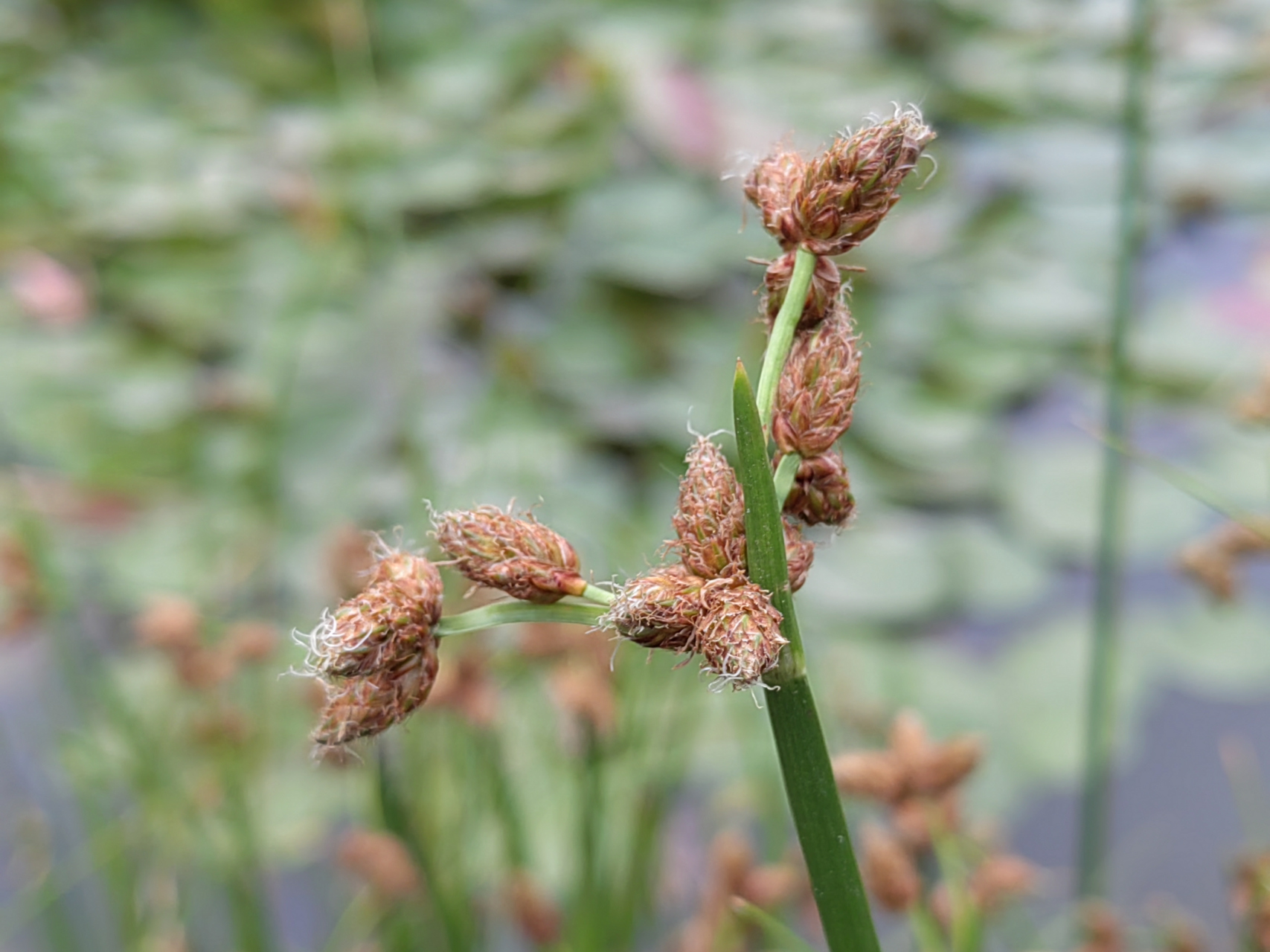 有些地方拿三棱水葱的杆当绳子用,不知道你是否有用过.