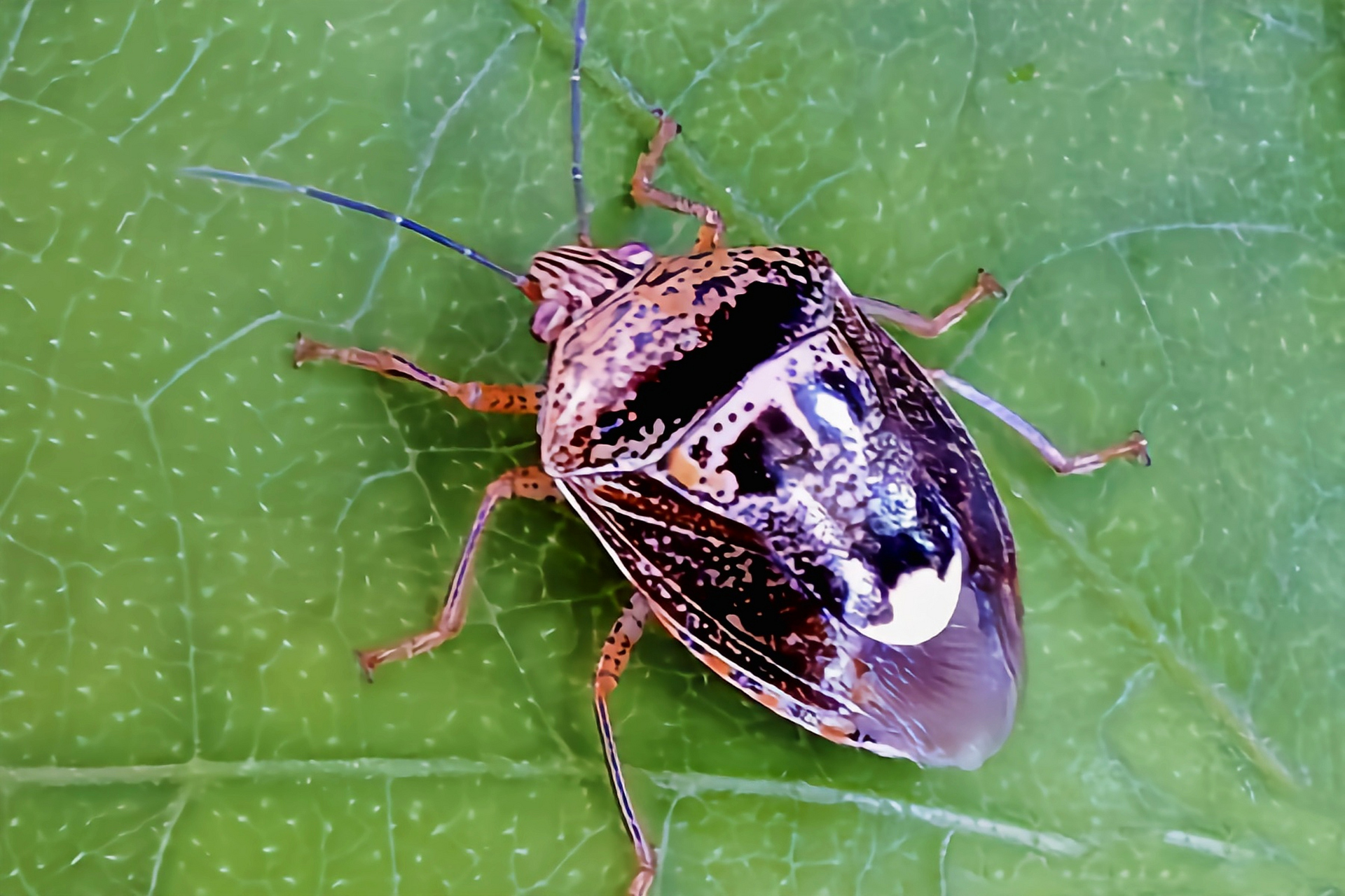 每天认识一种昆虫——鬼面蝽象 鬼面蝽象是半翅目,蝽科,牙蝽属昆虫,本