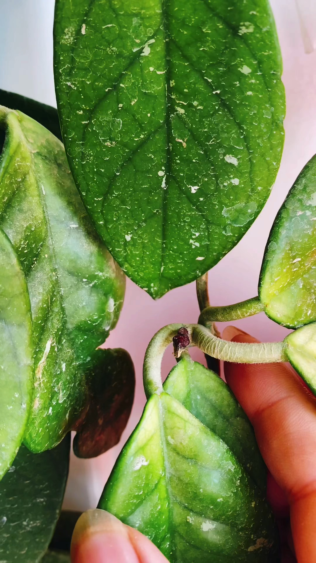 四月球兰这样养,花芽多!