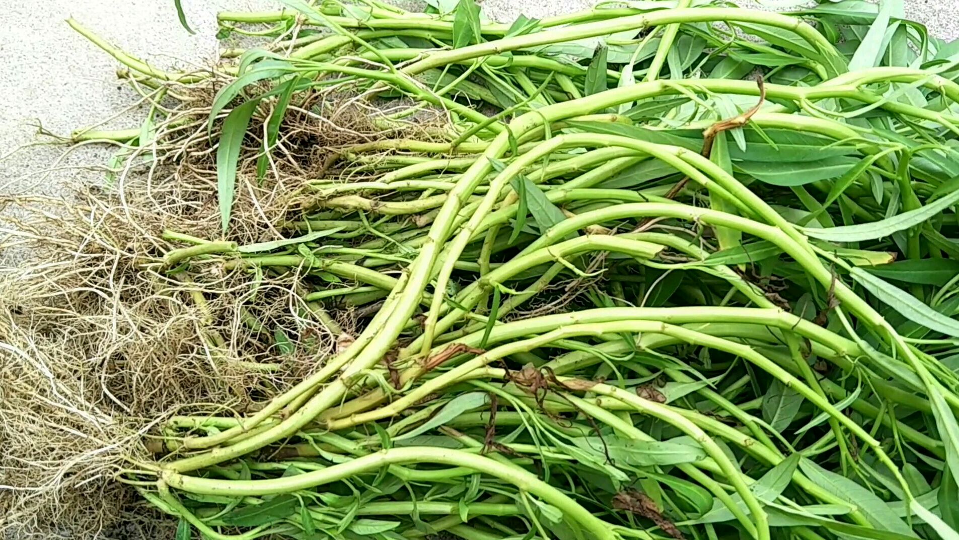 把空心菜拔掉种点香葱下,拔起来的空心菜根不要丢掉,它大有作用