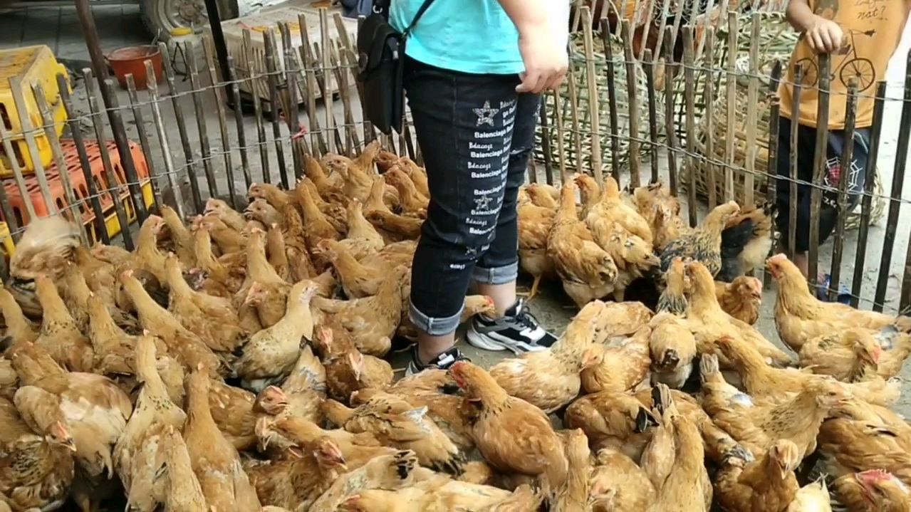 广西灵山土鸡苗8块钱一个,便宜到鸡农想哭,你知道为什么吗