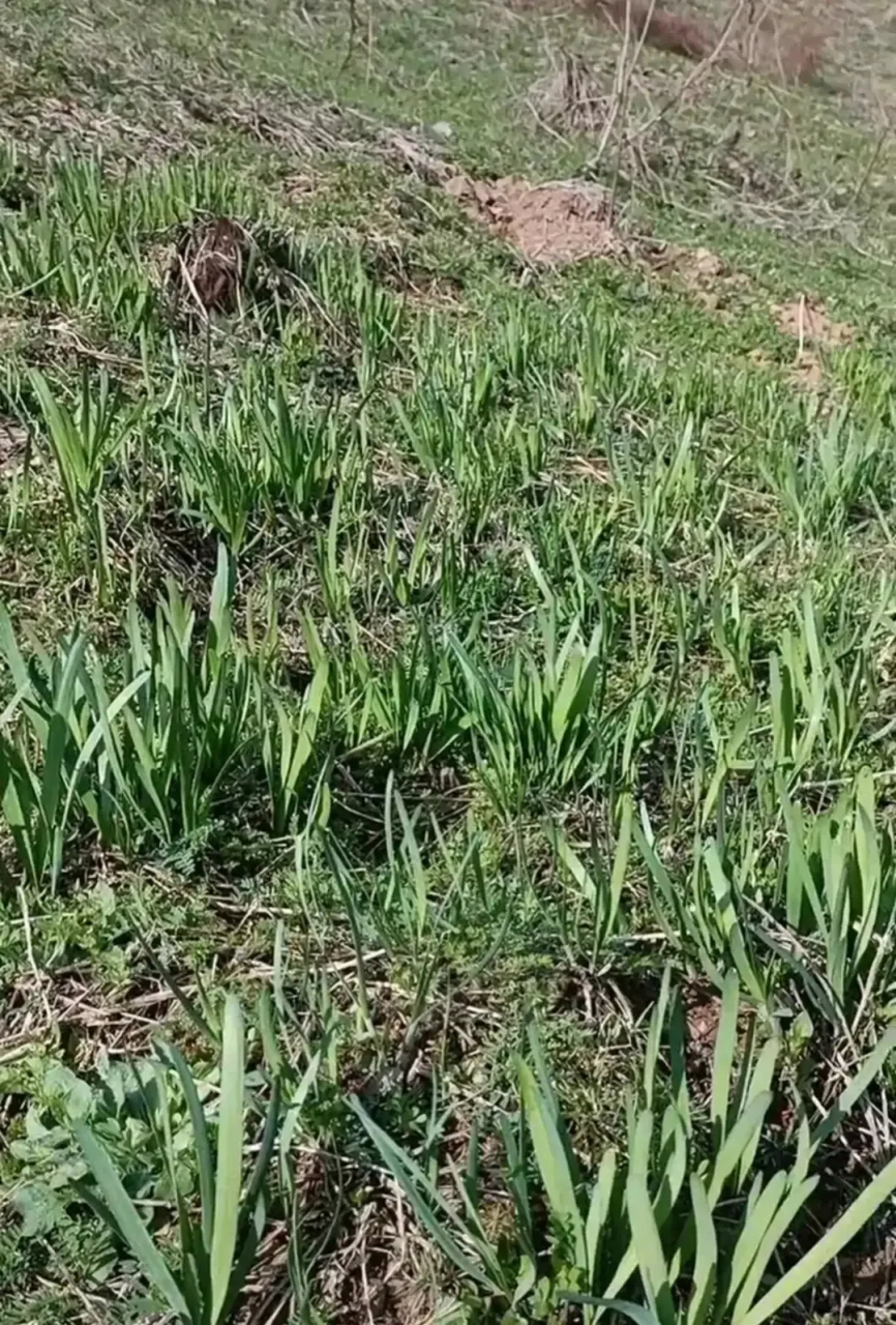 出去挖野菜,碰到春天第一茬新韭,这么多,以为是野生的,几个人就给分着