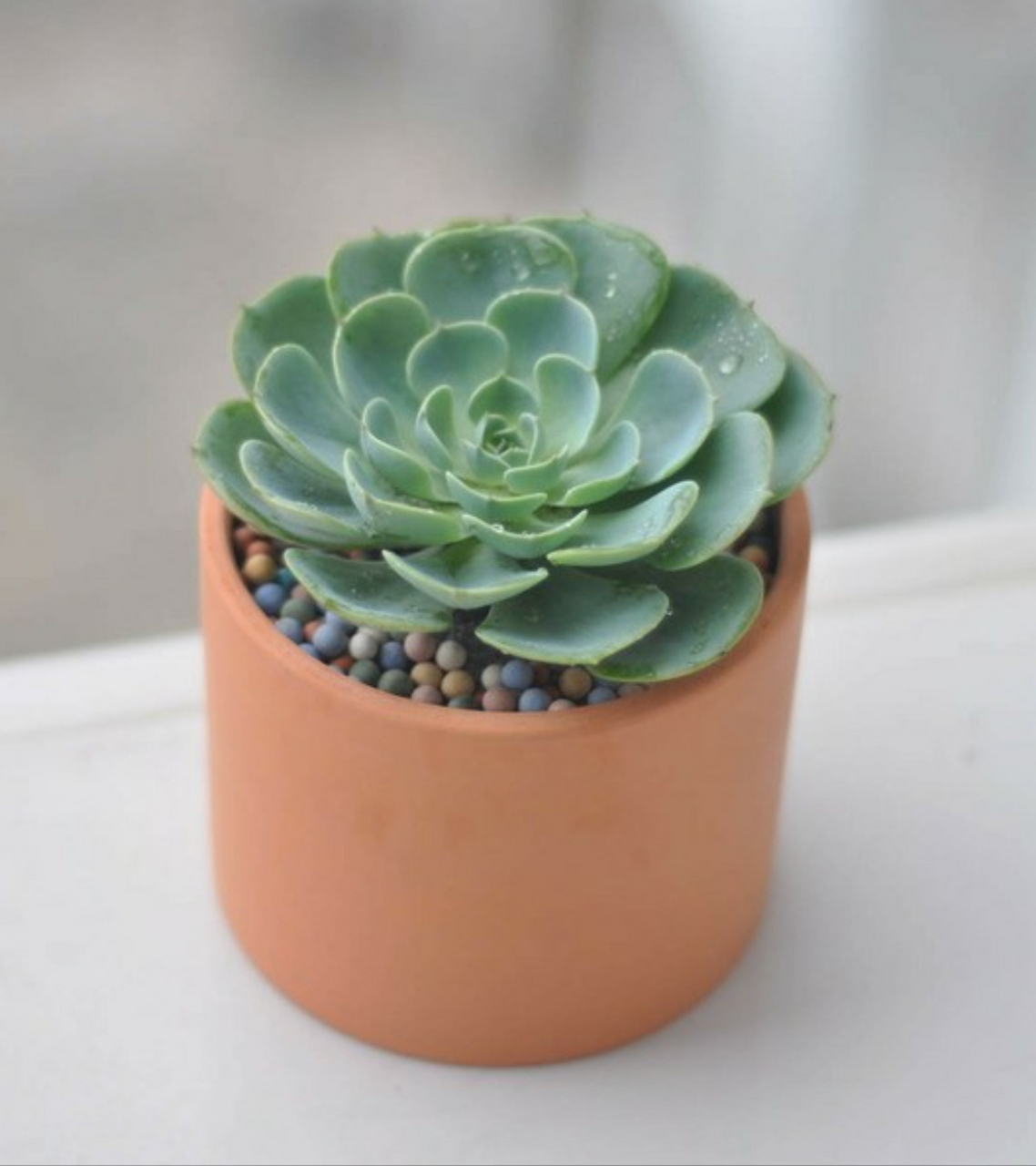 石莲花,是一种多肉植物. 石莲花的花语是:顽强,富贵,永恒.