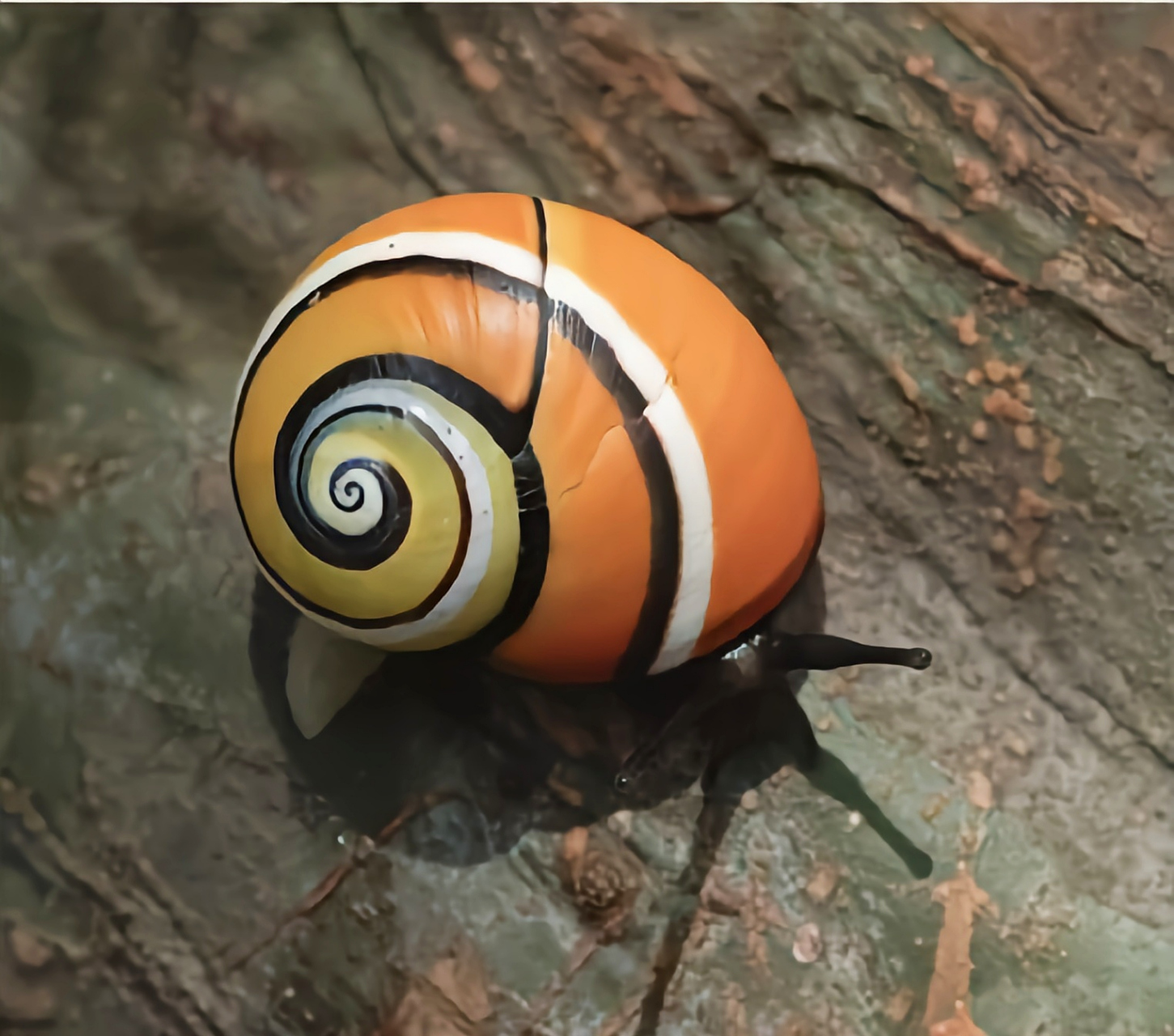 每天认识一种动物——叉线海明蜗牛 叉线海明蜗牛别名古巴彩色蜗牛,是