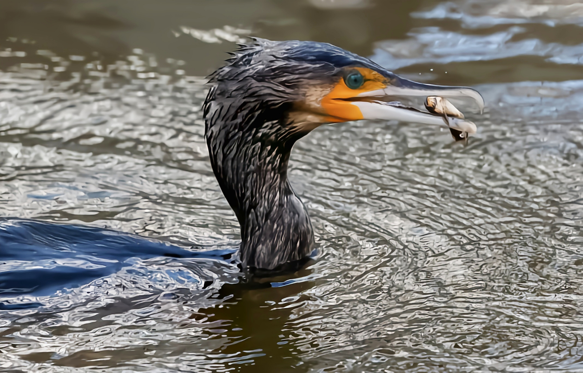 有点"刑"的鸟类——海鸬鹚 海鸬鹚是我国二级保护动物,它一种大型水鸟