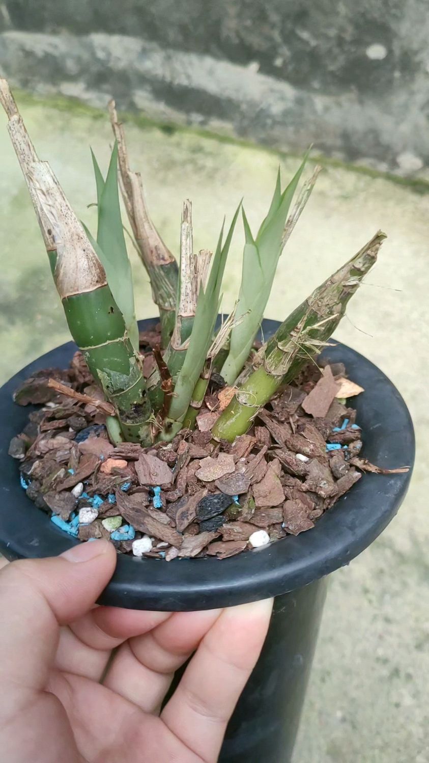 竹叶兔发芽了——兔耳兰